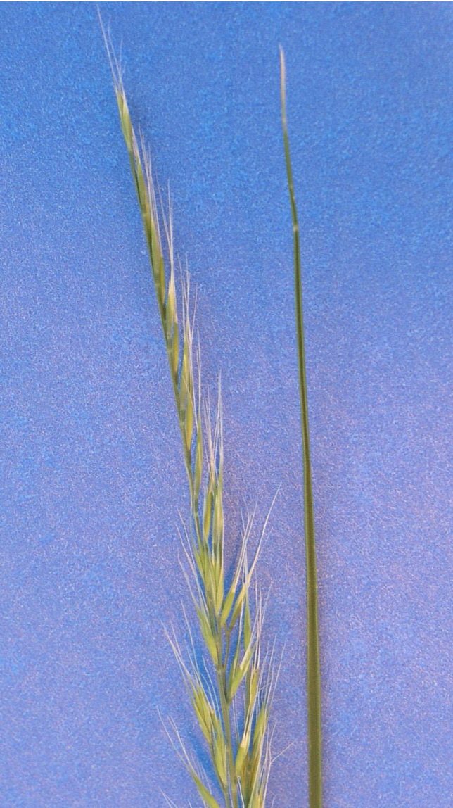 Rattail Fescue Wheat & Small Grains Washington State University