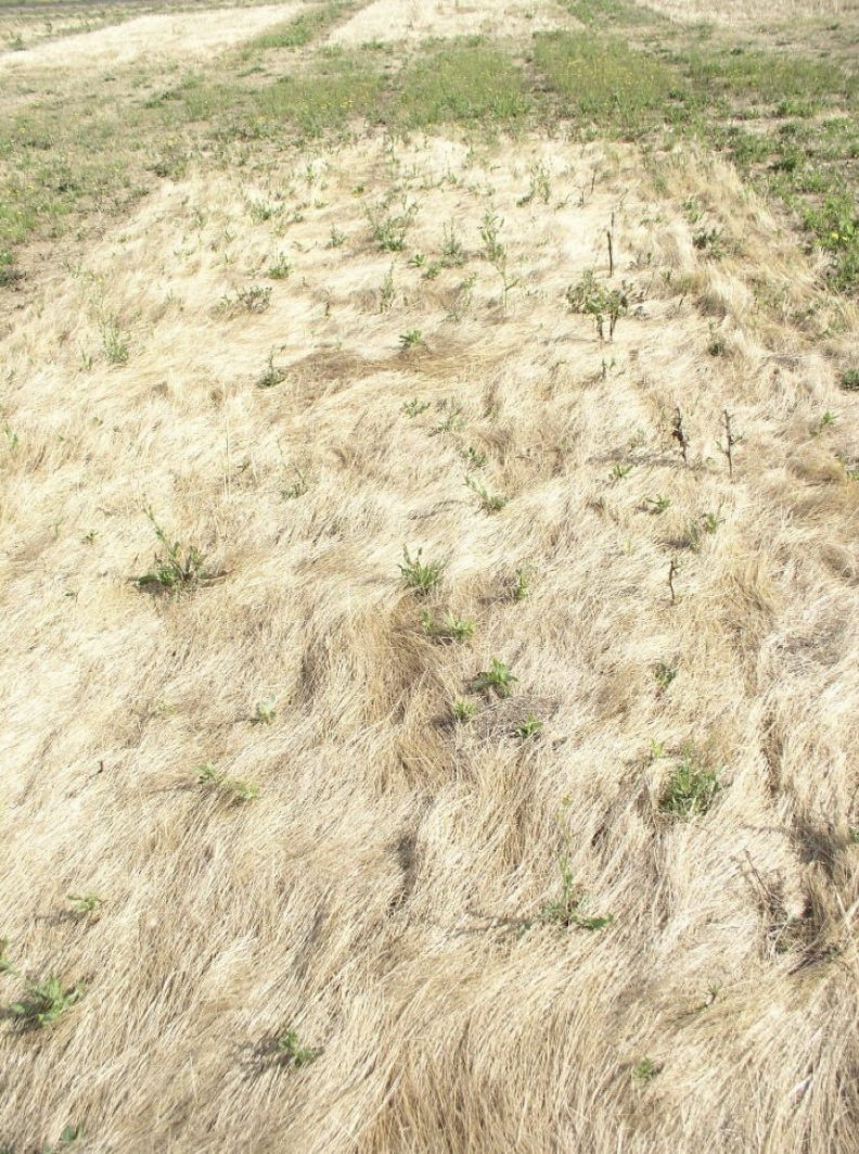 Rattail Fescue Wheat & Small Grains Washington State University
