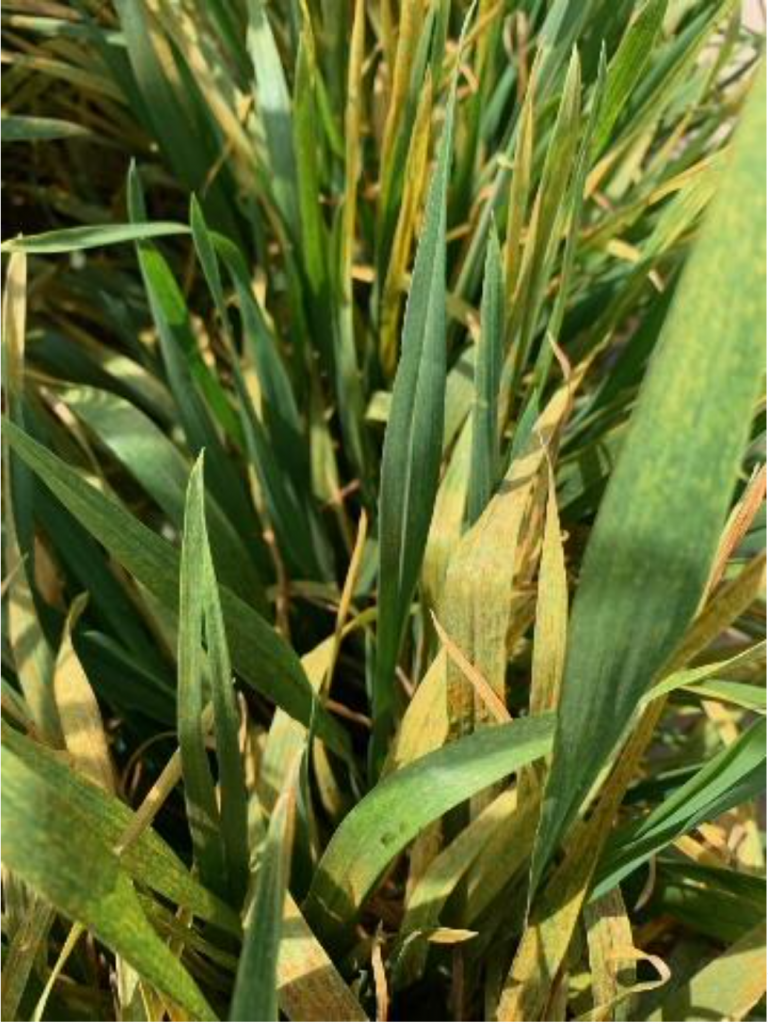 Stripe Rust in Wheat.