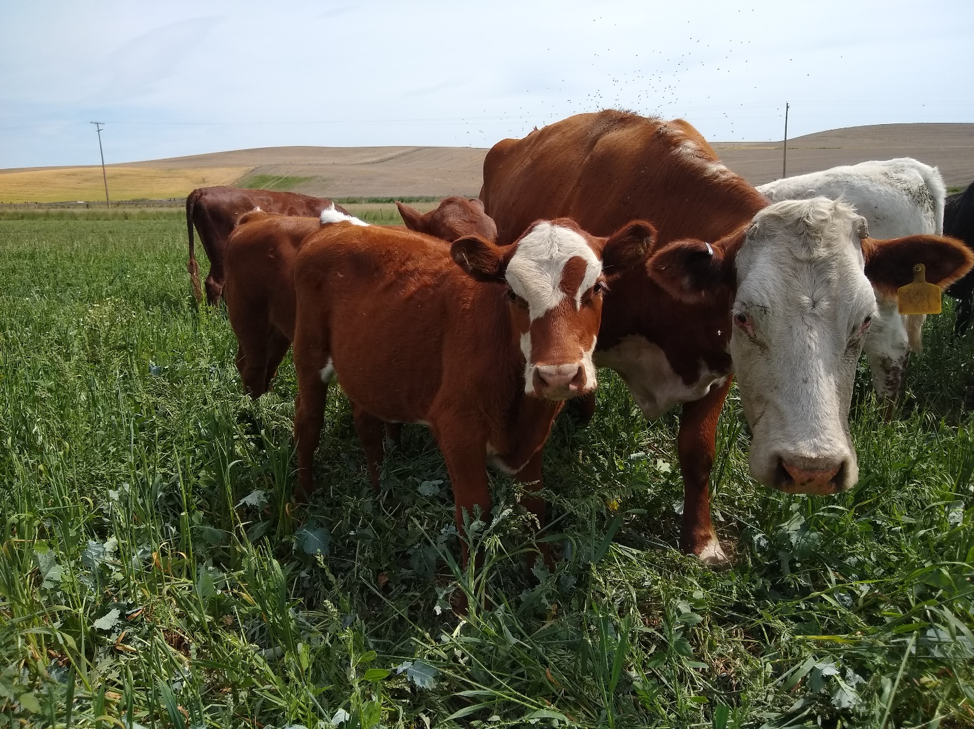 Cows in Field
