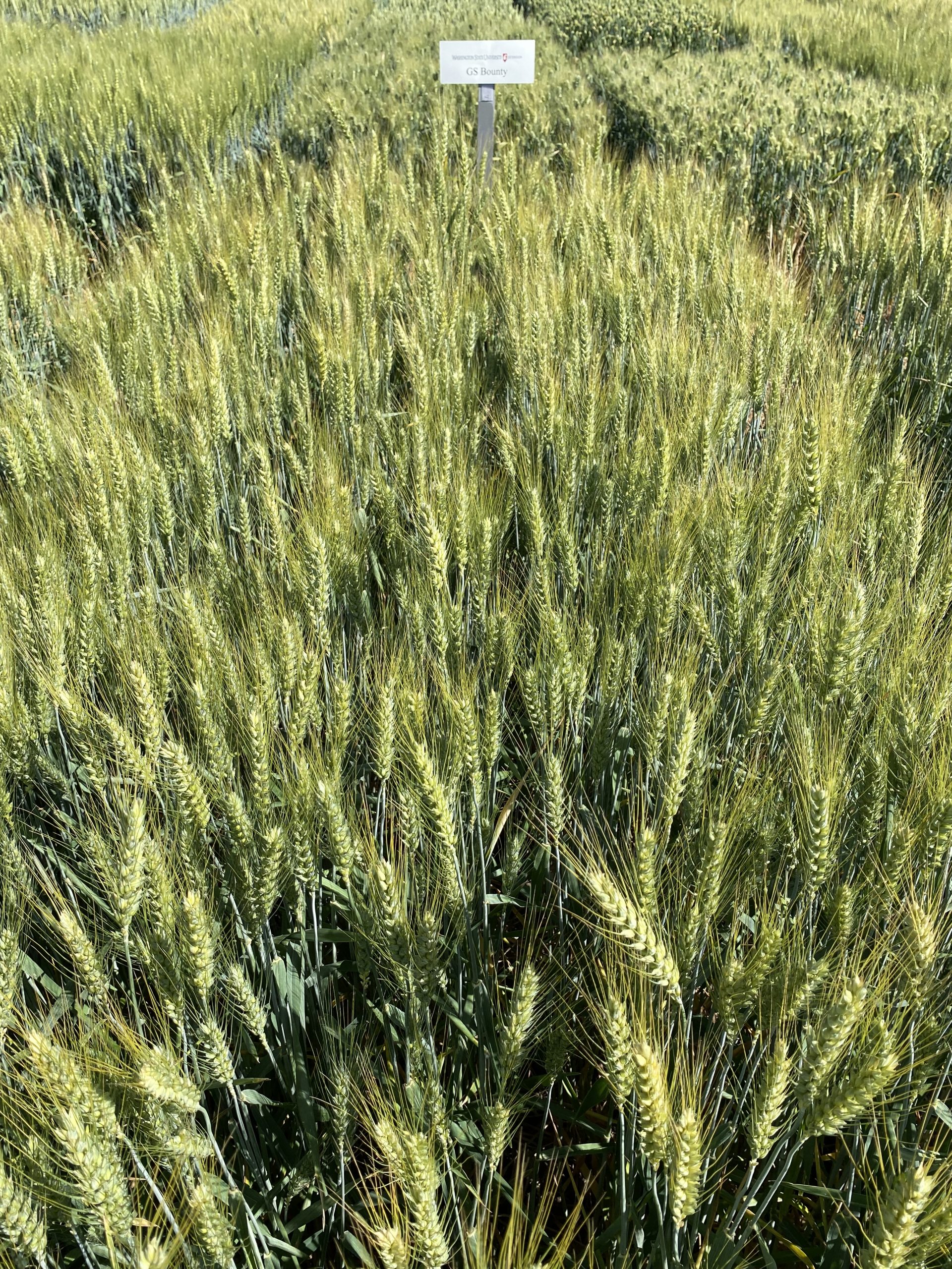 A review of new winter wheat varieties for Washington Wheat & Small
