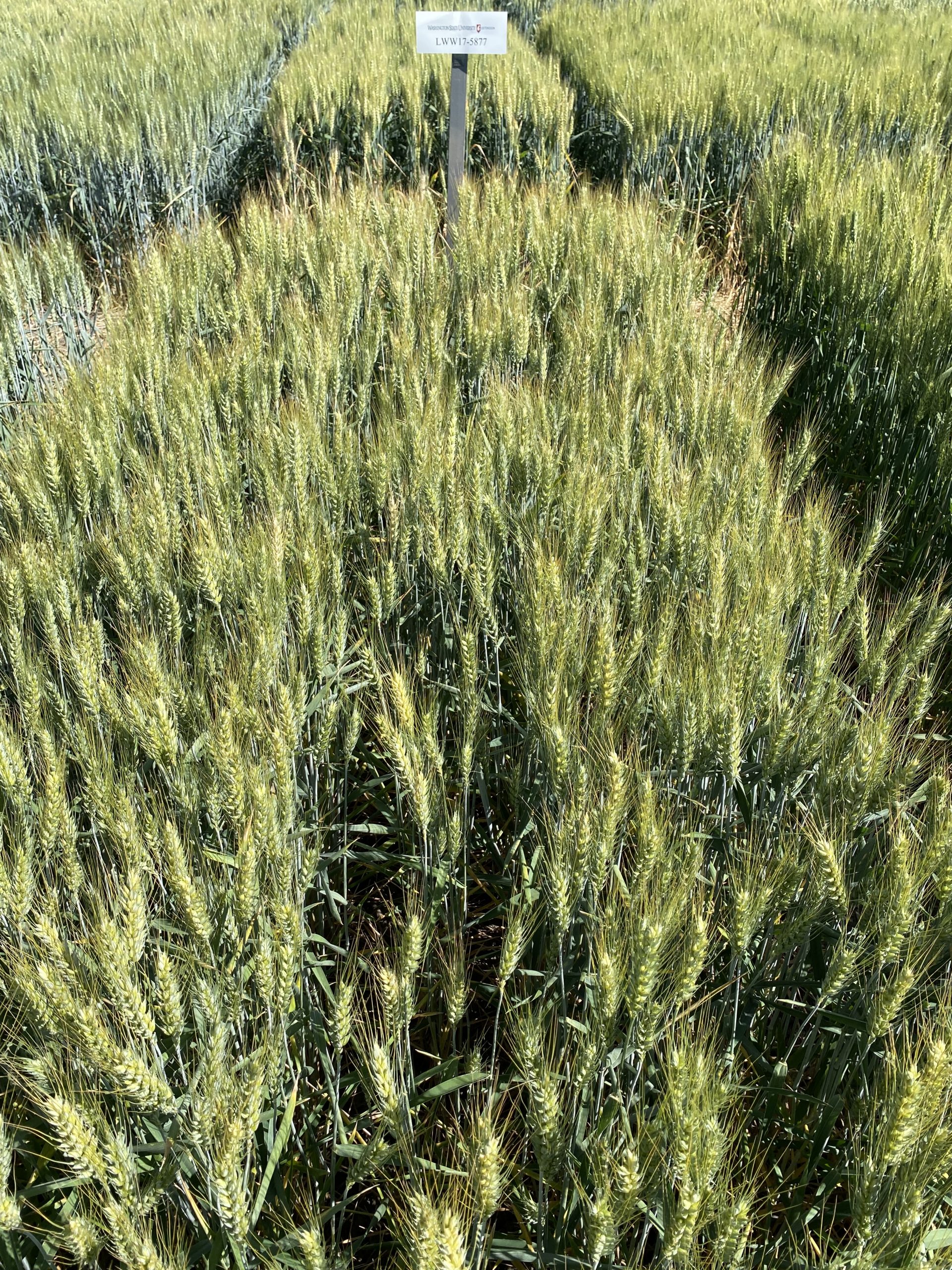 A review of new winter wheat varieties for Washington Wheat & Small