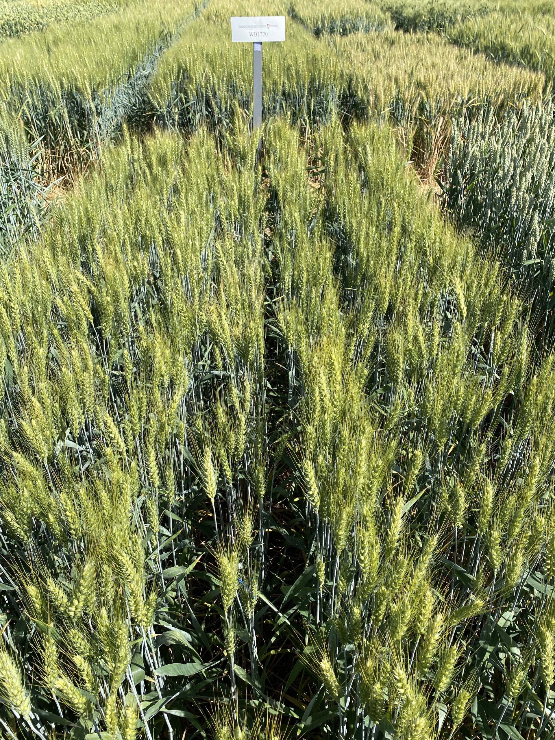 A review of new winter wheat varieties for Washington Wheat & Small