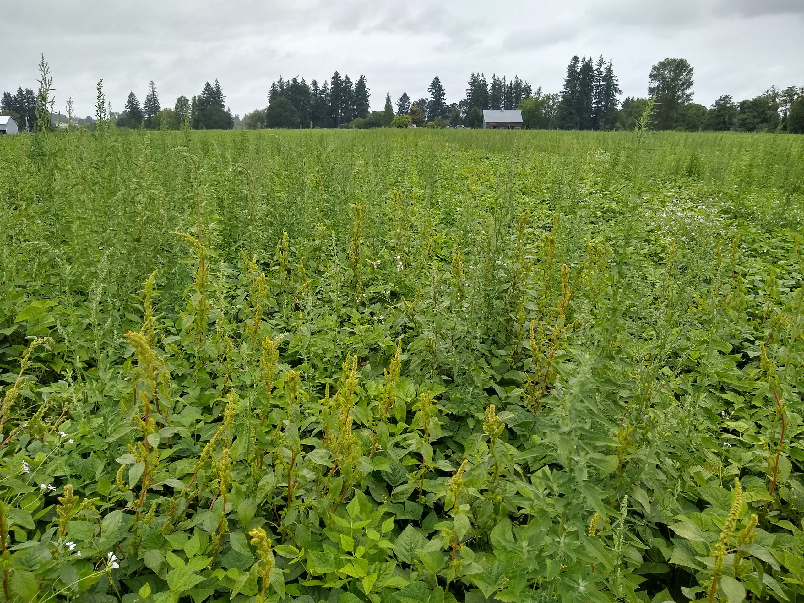 Selection Pressure and the (Un)Predictability of Herbicide Resistance