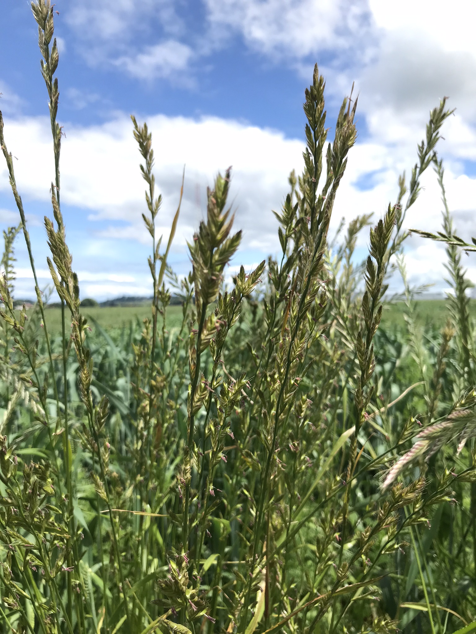 Weedy Rye Why is Weedy Ryegrass so Troublesome? | Weeders of the West ...