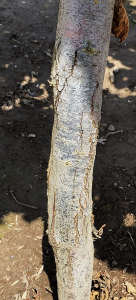 Hazelnut trunk.