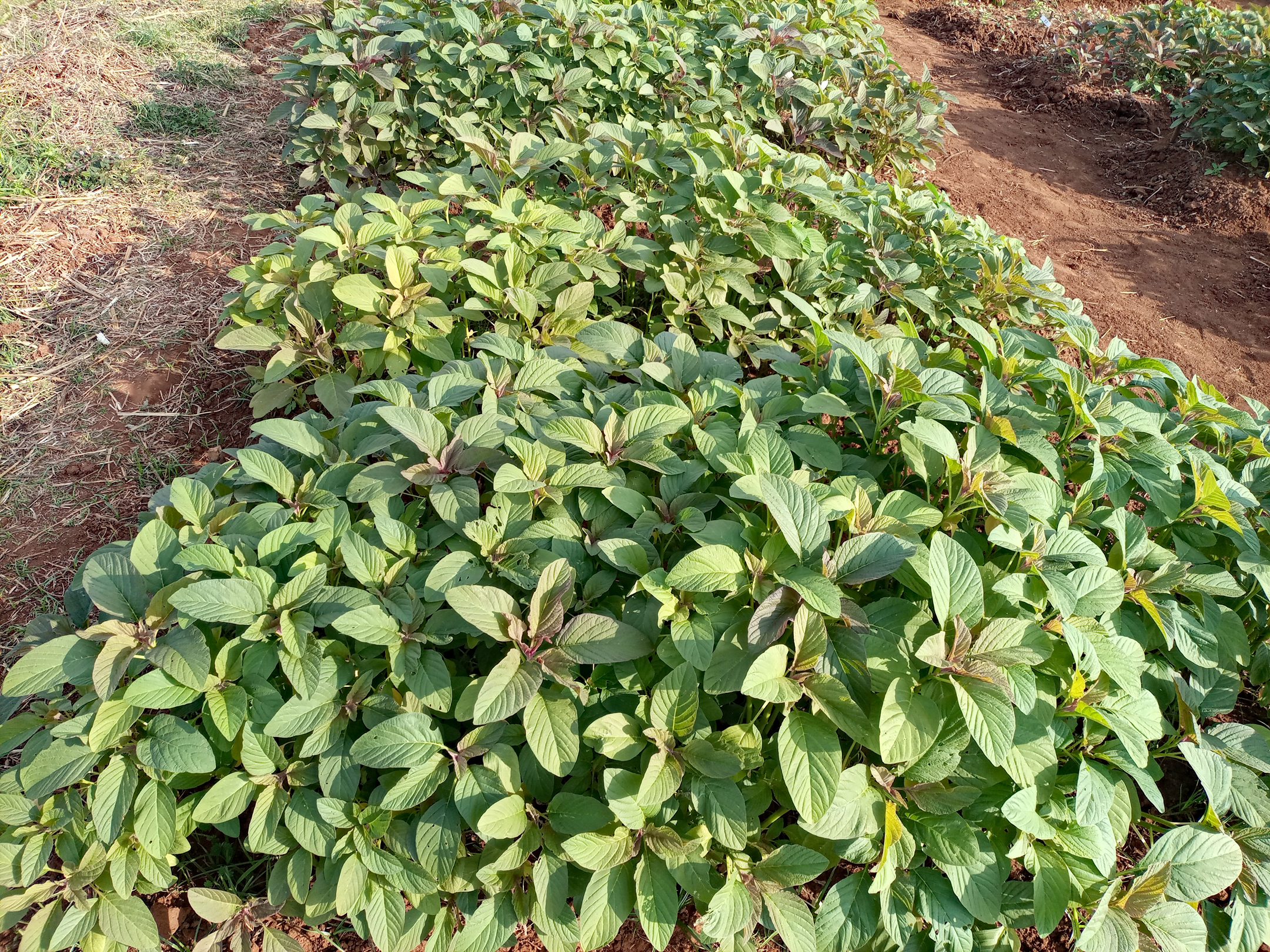 Amaranth plot in Tanzania.