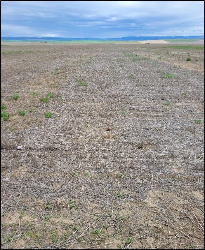 View of the trial at CBARC, treatment 2.