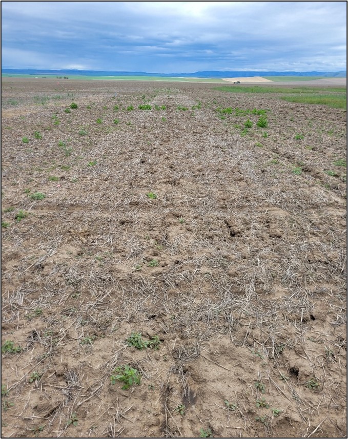 View of the trial at CBARC, treatment 4.