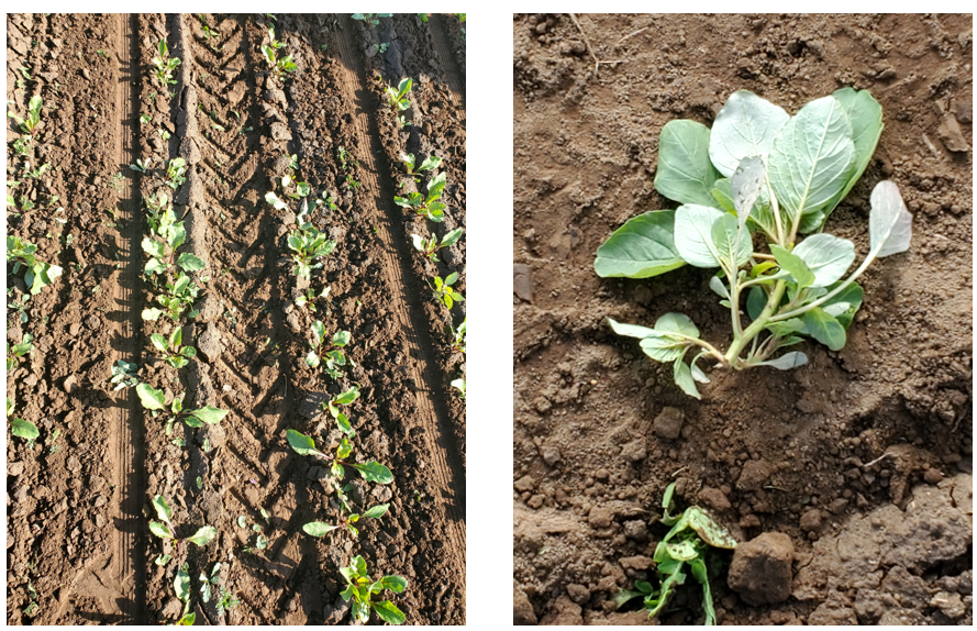 A garden beet field after a cultivation pass with the FarmDroid FD20 and a relatively large pigweed cut at the stem by the cultivator knives in the FarmDroid FD20..