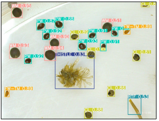Example detection results generated by the model, with bounding boxes drawn around different weed seeds. Each bounding box indicates the location and size of a detected seed with a confidence score.