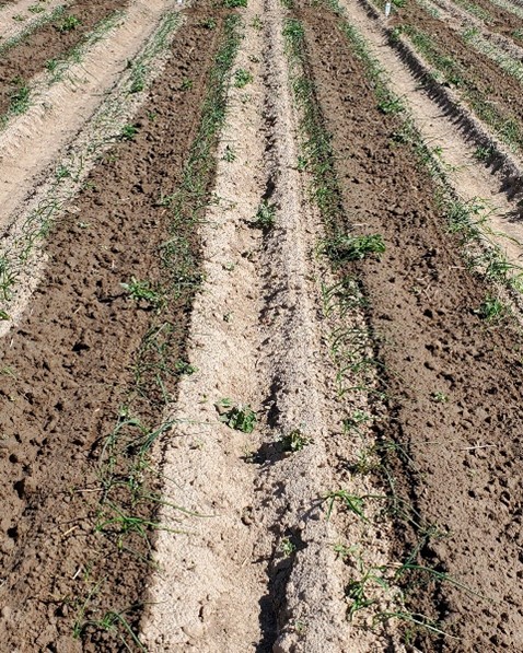 A: Weed control and onion cultivar ‘Vaquero’ response to pyraflufen-ethyl herbicide applied at 1 fl oz/acre at 7 days after application at Malheur Experiment Station, Ontario, OR in 2024.