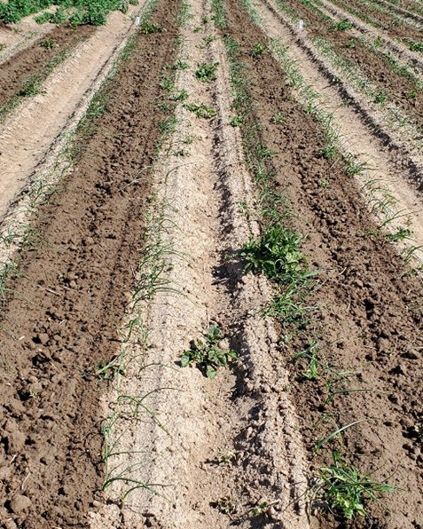 B: Weed control and onion cultivar ‘Vaquero’ response to pyraflufen-ethyl herbicide applied at 2 fl oz/acre at 7 days after application at Malheur Experiment Station, Ontario, OR in 2024.