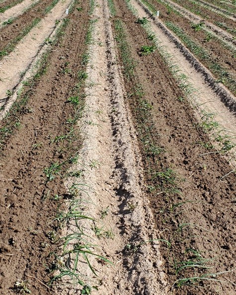 C: Weed control and onion cultivar ‘Vaquero’ response to pyraflufen-ethyl herbicide applied at 2.75 fl oz/acre at 7 days after application at Malheur Experiment Station, Ontario, OR in 2024.