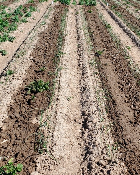D: Weed control and onion cultivar ‘Vaquero’ response to pyraflufen-ethyl herbicide applied at 4 fl oz/acre at 7 days after application at Malheur Experiment Station, Ontario, OR in 2024.