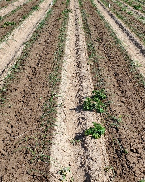 E: Weed control and onion cultivar ‘Vaquero’ response to pyraflufen-ethyl herbicide applied at 5.5 fl oz/acre at 7 days after application at Malheur Experiment Station, Ontario, OR in 2024.