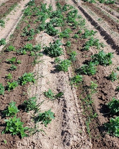 F: Untreated control at 7 days after application at Malheur Experiment Station, Ontario, OR in 2024.
