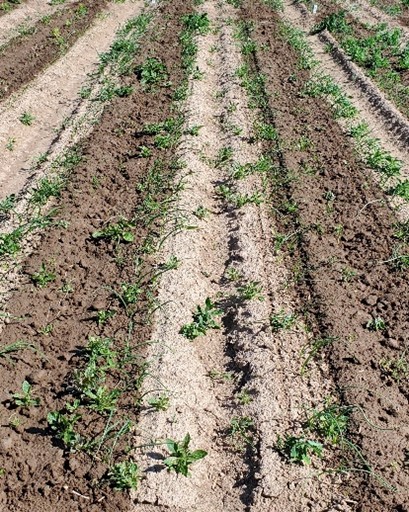 G: The grower standard of Brox 2EC at 12 fl oz/acre + GoalTender 4 fl oz/acre.