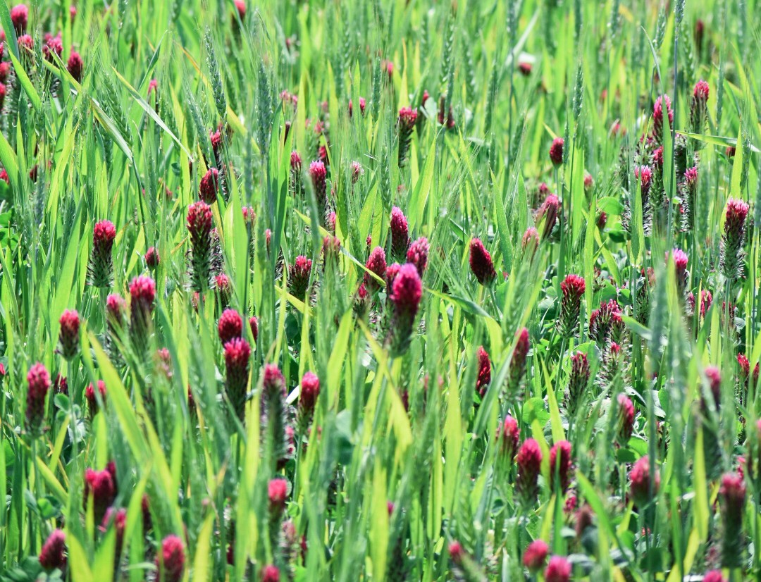 Dixie crimson clover (May 20, 2024, courtesy of Hero Gollany) in the field at the Columbia Plateau Conservation Research Center in Adams, Oregon.