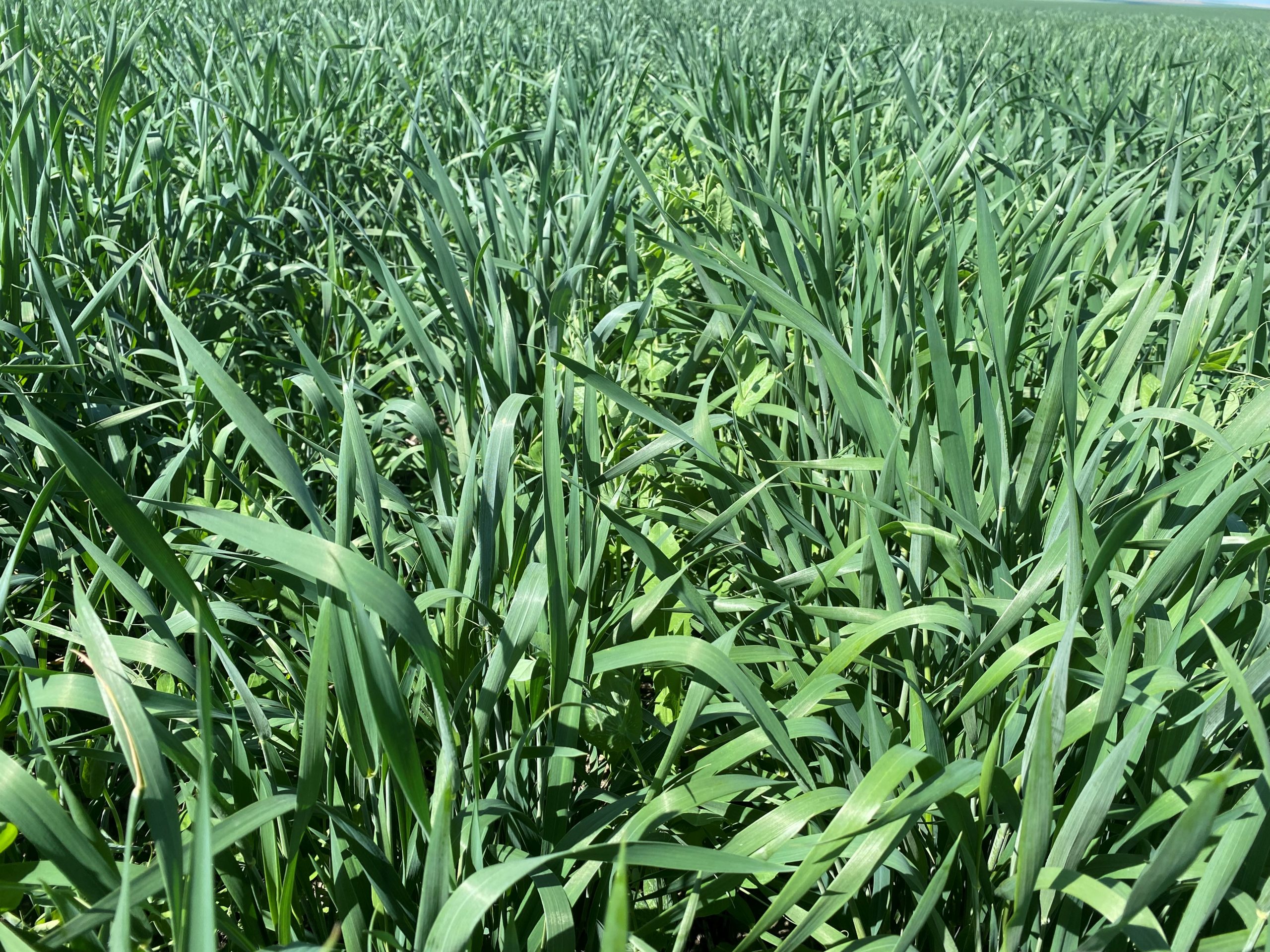 Winter wheat growing alongside (a) peas (May 16, 2023, courtesy of Wayne Polumsky).
