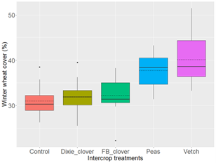 Winter wheat percentage cover when growing with different intercrops and without intercrop (control) in Adams, OR in the 2023-2024 season. Boxes indicate the distribution of 50% of the data, and the black solid line and the dashed line inside the boxes indicate the median and mean of the data, respectively. Full results of this graphic can be found in the article.