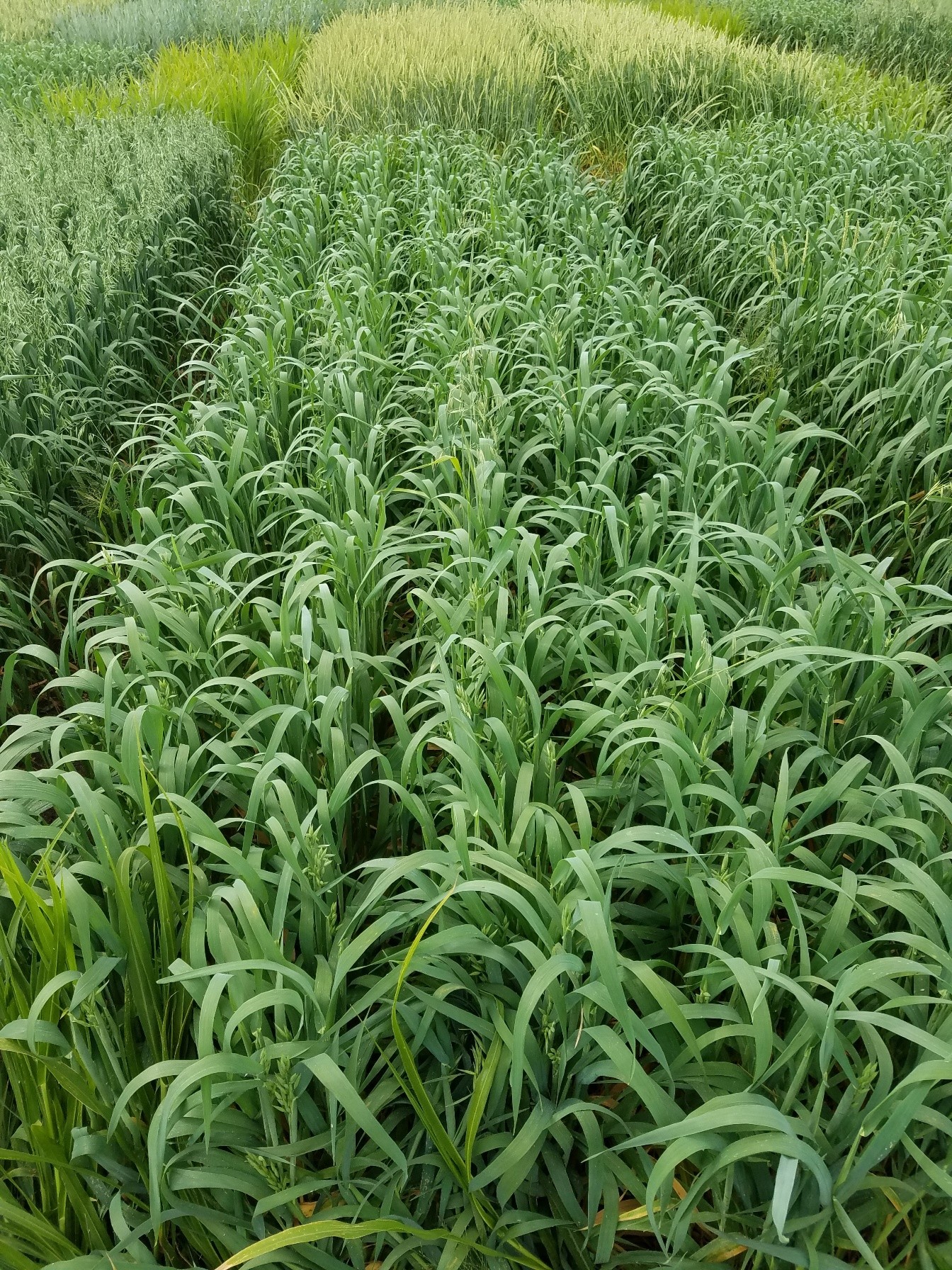 Forage oats from ProGene Plant Research.