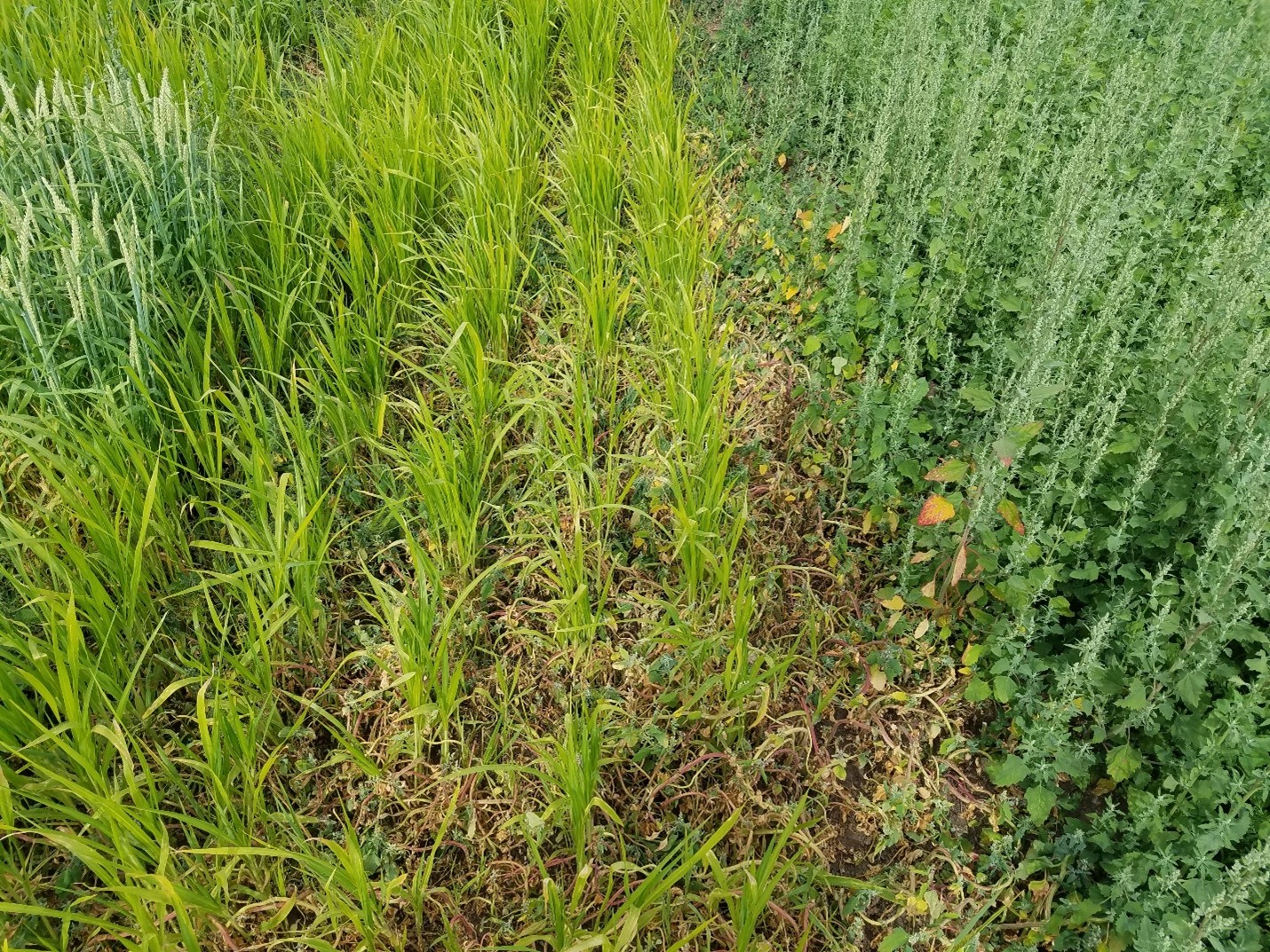 Millet next to lambsquarters.