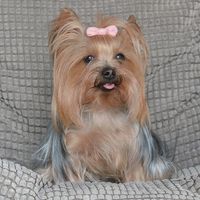 A Suzy's Dog Fashion - Since 1954 Customer