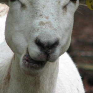 A New England Cheesemaking Supply Company Customer