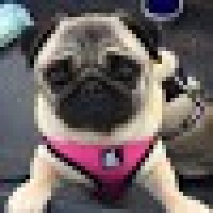 A Kazoo Pet Co Customer