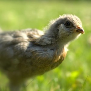 A FARMHOUSE598 Customer