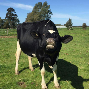 A Halka B. Organics Customer