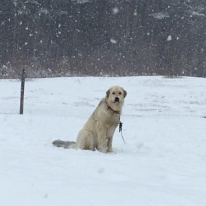 A New England Cheesemaking Supply Company Customer