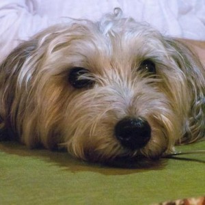 A Trekell Art Supplies Customer