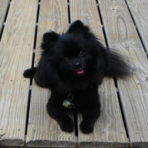 A Paramount Pet Health Customer