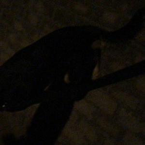 A Shoeq Customer