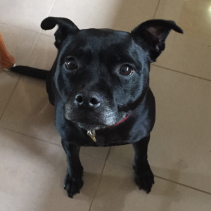 A Woof N' Wag Customer