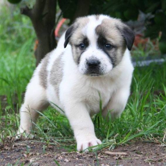 A BlockBlueLight Customer