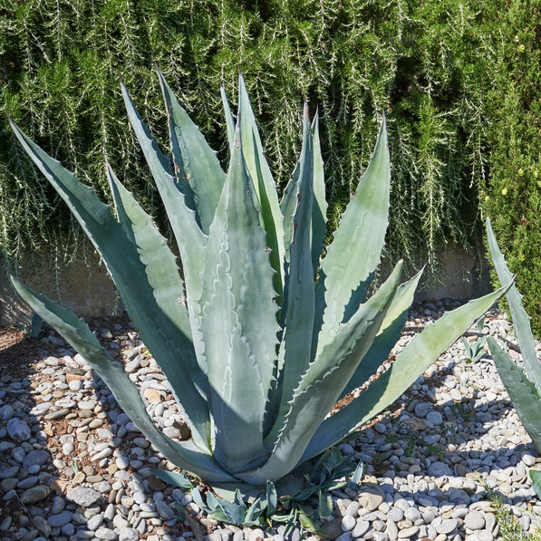 Blue American Agave Plant | www.PlantsExpress.com