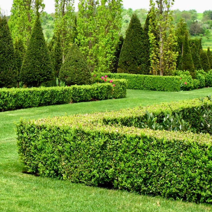 Winter Gem Boxwood for Sale | Plants Express