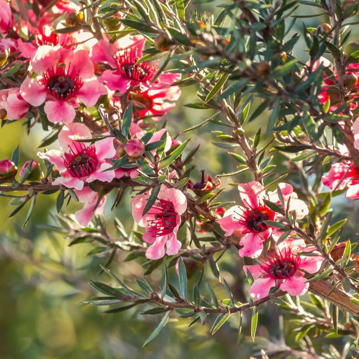 Helene Strybing New Zealand Tea Tree | Plants Express