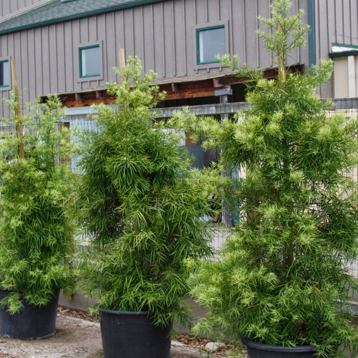 product photo of Podocarpus gracilior