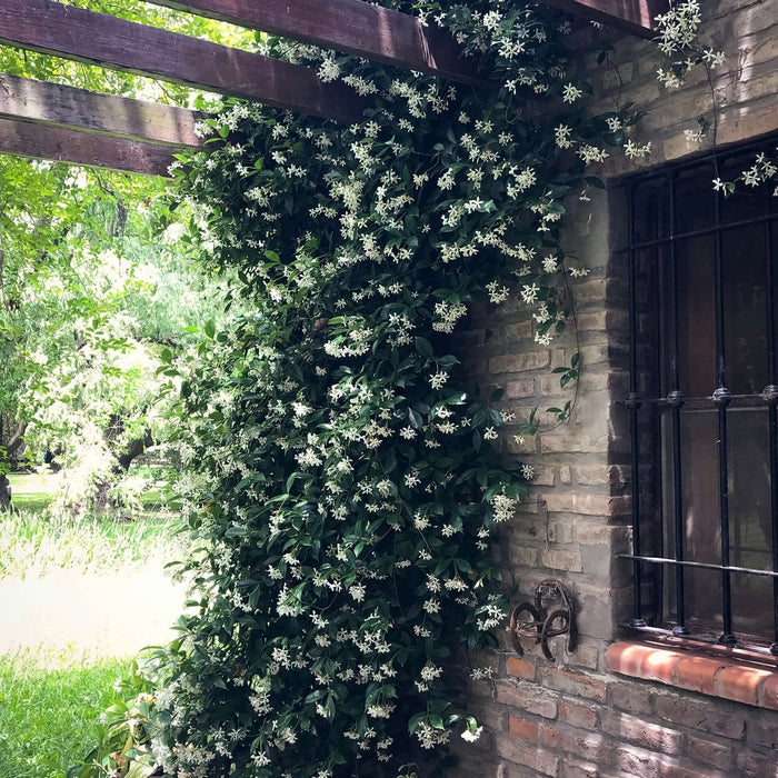 Star Jasmine for Sale | Plants Express
