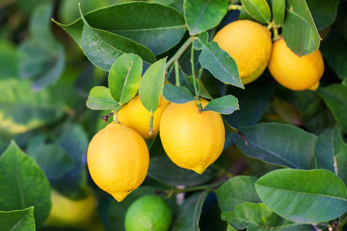 product photo of Eureka Lemon Bush