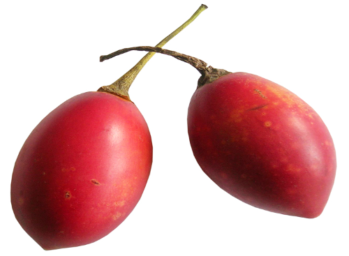 Tomate de árbol