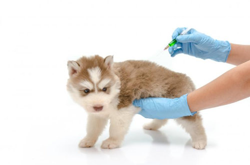Vibix puppy Advance x 1