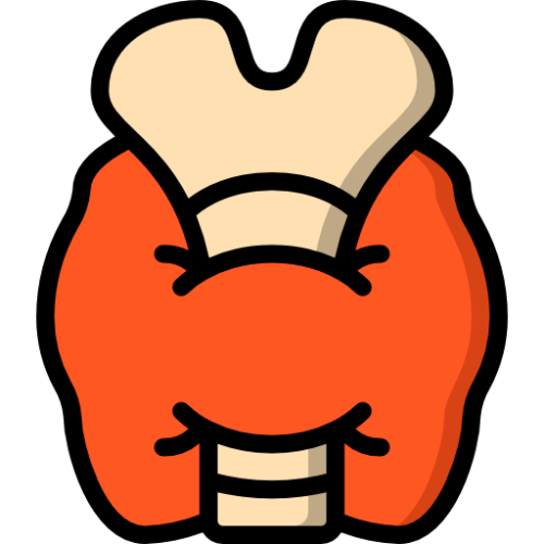 Perfil Tiroideo