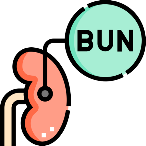 BUN