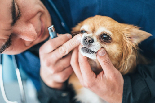 Limpieza Dental Raza Pequeña