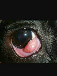 Cherry  Eye Grande
